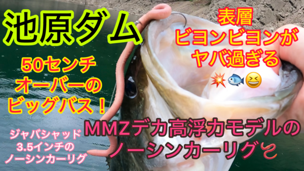 葛の葉店スタッフ　池原ダム釣果情報　【２０２４年８月２２日】サムネイル